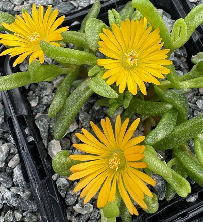 Delosperma 'Suntropics Yellow'